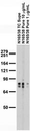 Protein Tyrosine Phosphatase Receptor Type F antibody, 73-193, Antibodies Incorporated, Western Blot image 