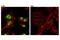 SRY-Box 9 antibody, 82630T, Cell Signaling Technology, Immunocytochemistry image 
