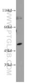 SH2 Domain Containing 2A antibody, 18539-1-AP, Proteintech Group, Western Blot image 