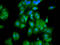 Glutamyl-TRNA Amidotransferase Subunit B antibody, CSB-PA017792LA01HU, Cusabio, Immunofluorescence image 