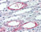 Polymeric immunoglobulin receptor antibody, TA341325, Origene, Immunohistochemistry paraffin image 