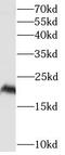 Interferon Lambda 1 antibody, FNab04265, FineTest, Western Blot image 