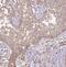 Bet1 Golgi Vesicular Membrane Trafficking Protein Like antibody, FNab00868, FineTest, Immunohistochemistry paraffin image 