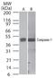 Caspase 1 antibody, TA336409, Origene, Western Blot image 