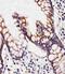 Carbohydrate Sulfotransferase 12 antibody, PA5-49399, Invitrogen Antibodies, Immunohistochemistry frozen image 
