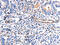Cytochrome C Oxidase Copper Chaperone COX11 antibody, CSB-PA277061, Cusabio, Immunohistochemistry paraffin image 