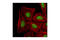 Histone H3 antibody, 9728P, Cell Signaling Technology, Immunofluorescence image 