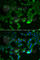 Complement C1r subcomponent antibody, A6360, ABclonal Technology, Immunofluorescence image 