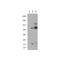 Leucine Rich Repeat Containing 36 antibody, TA320414, Origene, Western Blot image 