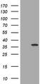 Thymidylate Synthetase antibody, TA801701S, Origene, Western Blot image 
