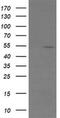 ETS Transcription Factor ERG antibody, MA5-26245, Invitrogen Antibodies, Western Blot image 