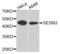 Sestrin 3 antibody, LS-C333888, Lifespan Biosciences, Western Blot image 