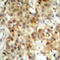 p65 antibody, LS-C368541, Lifespan Biosciences, Immunohistochemistry frozen image 