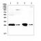 Glutathione S-transferase theta-1 antibody, A01084, Boster Biological Technology, Western Blot image 