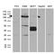 Protein Kinase N3 antibody, M09775, Boster Biological Technology, Western Blot image 
