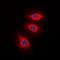 Caldesmon 1 antibody, orb338958, Biorbyt, Immunofluorescence image 