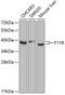F11 Receptor antibody, 14-406, ProSci, Western Blot image 