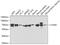 Leukotriene A(4) hydrolase antibody, GTX54332, GeneTex, Western Blot image 