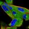 Sperm Associated Antigen 9 antibody, HPA061458, Atlas Antibodies, Immunofluorescence image 
