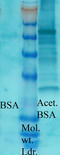 Acetylated-Lysine antibody, LS-C210229, Lifespan Biosciences, Western Blot image 