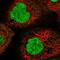 Ring Finger Protein 44 antibody, NBP1-82930, Novus Biologicals, Immunofluorescence image 