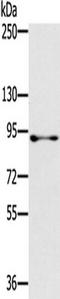 RAS Protein Activator Like 1 antibody, TA350327, Origene, Western Blot image 
