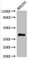 Dehydrogenase/Reductase 13 antibody, orb354583, Biorbyt, Western Blot image 