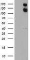 Ubiquitin Specific Peptidase 7 antibody, TA504061S, Origene, Western Blot image 