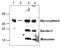 C-Type Lectin Domain Containing 7A antibody, GTX59720, GeneTex, Western Blot image 