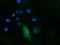 Follitropin subunit beta antibody, TA501582, Origene, Immunofluorescence image 