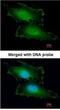 Penta-EF-Hand Domain Containing 1 antibody, NBP1-31613, Novus Biologicals, Immunocytochemistry image 