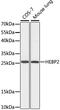 Heme Binding Protein 2 antibody, 16-633, ProSci, Western Blot image 