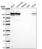RAB GTPase Activating Protein 1 antibody, NBP2-56581, Novus Biologicals, Western Blot image 