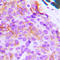 BCL2 Like 11 antibody, LS-C353249, Lifespan Biosciences, Immunohistochemistry frozen image 