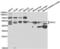 P2Y2R antibody, abx004427, Abbexa, Western Blot image 