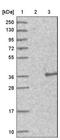 TRNA-Histidine Guanylyltransferase 1 Like antibody, NBP1-82315, Novus Biologicals, Western Blot image 