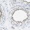 Host cell factor 2 antibody, NBP1-92004, Novus Biologicals, Immunohistochemistry paraffin image 