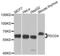 Programmed Cell Death 4 antibody, LS-C332177, Lifespan Biosciences, Western Blot image 