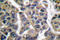 Melanoma-associated antigen 1 antibody, A03570, Boster Biological Technology, Immunohistochemistry frozen image 