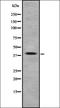 Arrestin 3 antibody, orb378236, Biorbyt, Western Blot image 