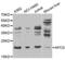 Amyloid P Component, Serum antibody, abx001624, Abbexa, Western Blot image 
