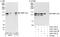 CCAAT Enhancer Binding Protein Zeta antibody, A303-153A, Bethyl Labs, Immunoprecipitation image 