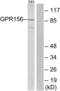 G Protein-Coupled Receptor 156 antibody, LS-C120696, Lifespan Biosciences, Western Blot image 