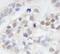 Melanoma-associated antigen D2 antibody, A301-043A, Bethyl Labs, Immunohistochemistry frozen image 