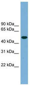 Ubiquilin Like antibody, TA340384, Origene, Western Blot image 