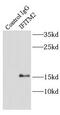 Interferon Induced Transmembrane Protein 2 antibody, FNab04142, FineTest, Immunoprecipitation image 