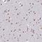 Semaphorin 6B antibody, NBP2-37950, Novus Biologicals, Immunohistochemistry frozen image 
