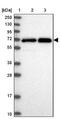 Signal Transducing Adaptor Molecule antibody, NBP2-38514, Novus Biologicals, Western Blot image 