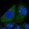 Sorting Nexin 7 antibody, PA5-65862, Invitrogen Antibodies, Immunofluorescence image 