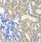 Prostaglandin E Synthase 2 antibody, FNab06917, FineTest, Immunohistochemistry frozen image 